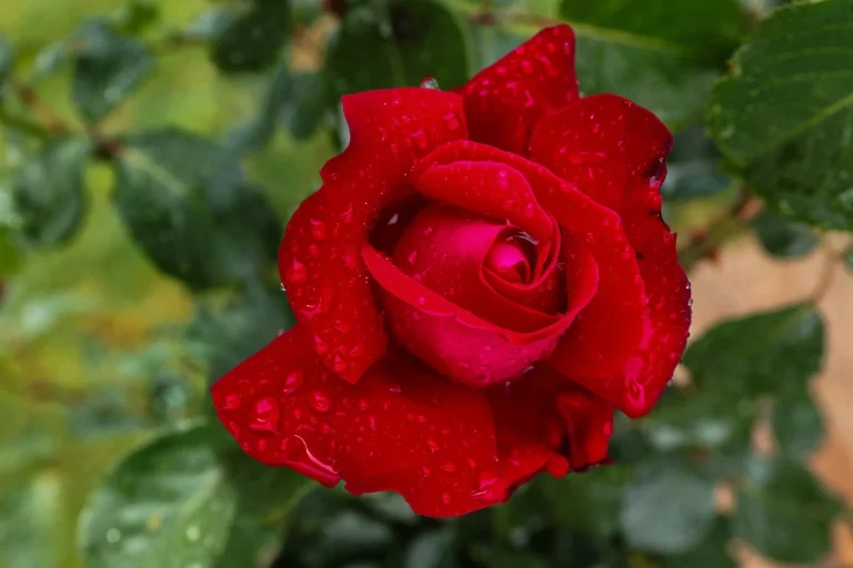 ce inseamna body count