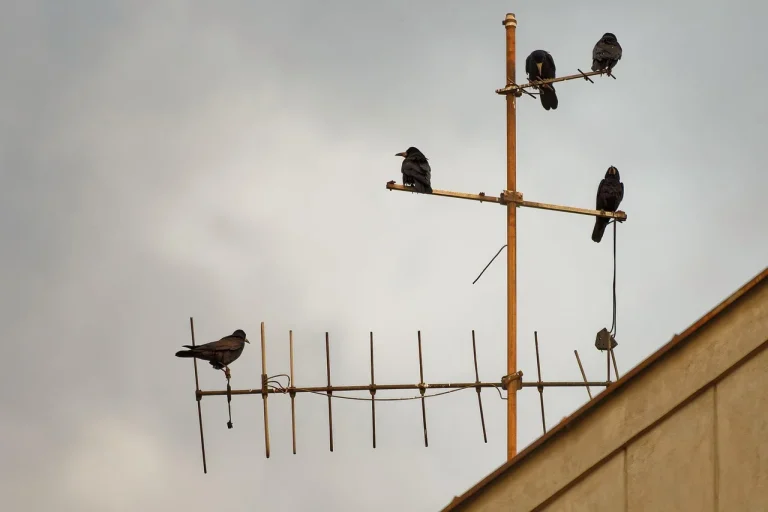 ce inaltime are maria dragomiroiu